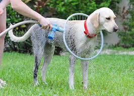 dog washer